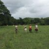 Cowboy Riding Horse
