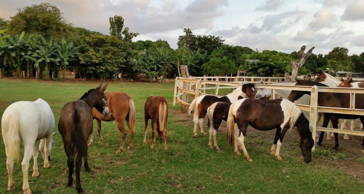 Ponies horsebackriding lessons