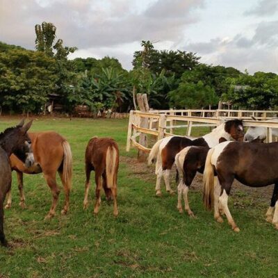 Childream Horse classes